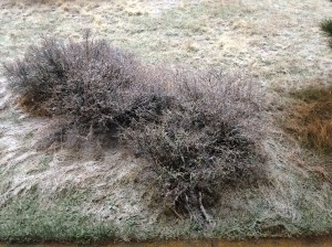 A dusting of snow on the plants the morning of May 8th.